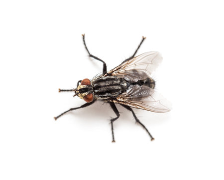 Fly isolated on a white background, Insect close upの写真素材