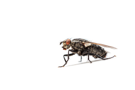 Fly isolated on a white background, Insect close upの写真素材