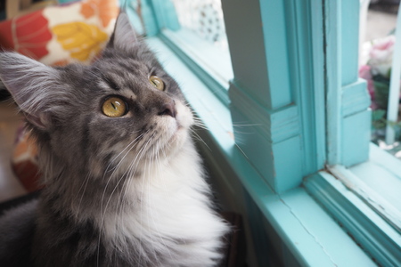 Cat looking up