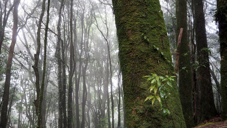 Fern and moss in rain forest