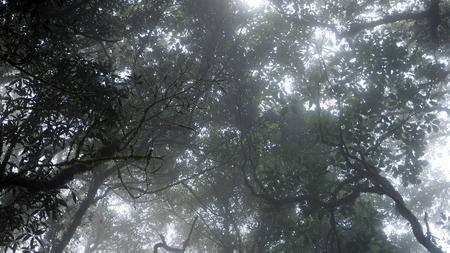 Rain forest view from ground