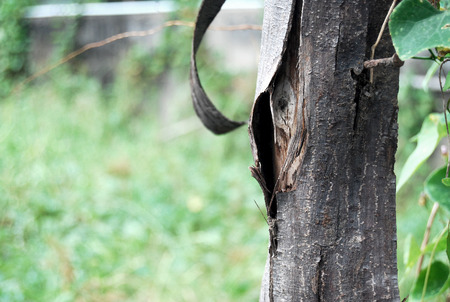 Wood knot crackの写真素材