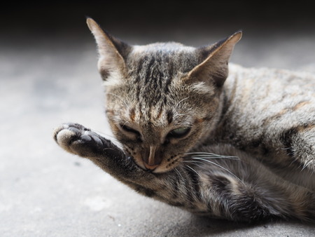 Cat cleaning itself
