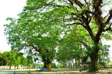 Tree & Templeの写真素材
