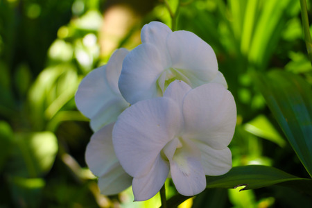 phumeria flowerの写真素材