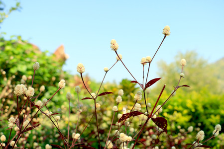flowerの写真素材