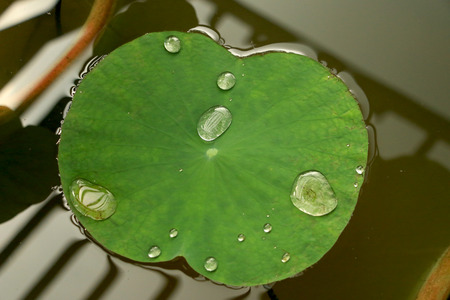 Nelumbo nucifera leafの写真素材