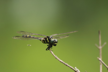dragonfly