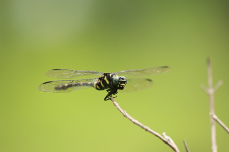 dragonflyの写真素材