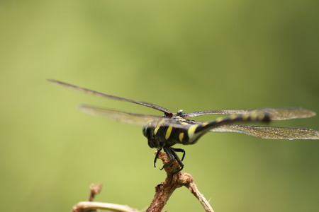 dragonflyの写真素材