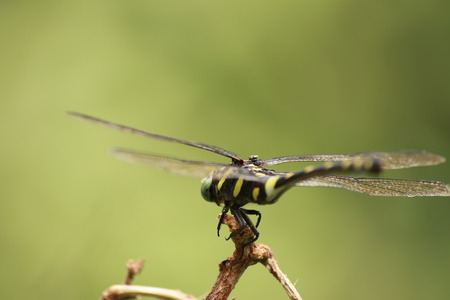 dragonflyの写真素材