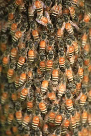 Beeの写真素材