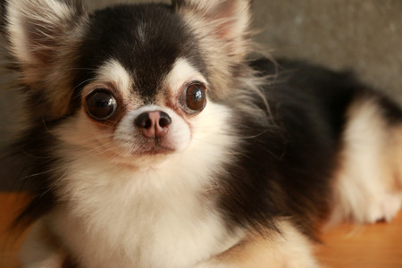 Dog Chihuahuaの写真素材