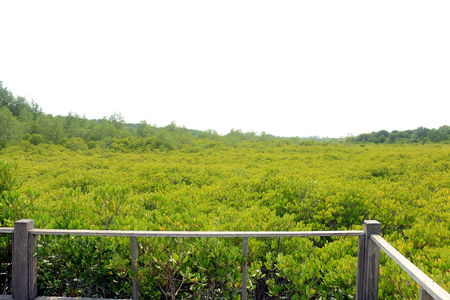 Forestの写真素材