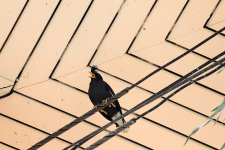Bird under the roofの写真素材