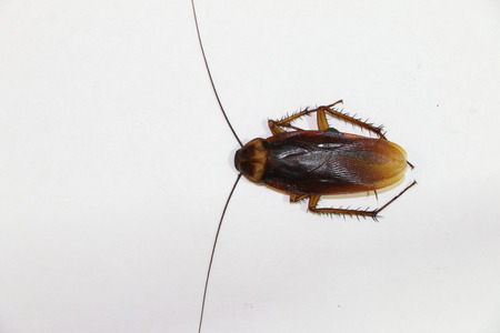 Cockroach on the white background