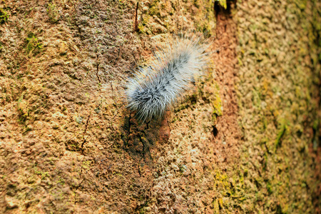 worm movement on tree