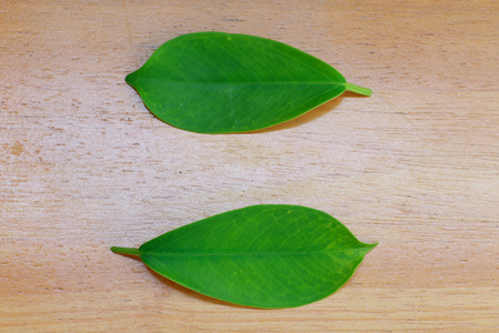 Leaf texture pattern on the wood background