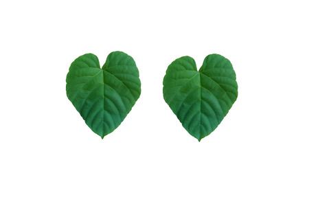 Leaf pattern on the white backgroundの写真素材