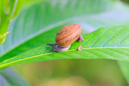 Snail in the garden on green leafの写真素材