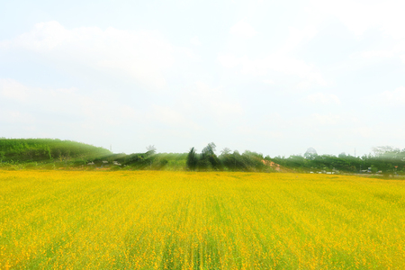 flower field under the sun lightの写真素材