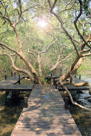 Mangrove forest under the sun lightの写真素材