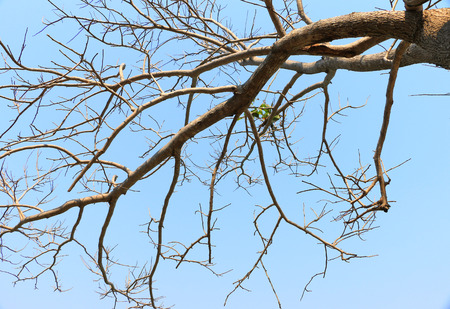 Tree on the white background ,Tree top backgroundの写真素材