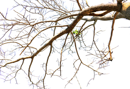 Tree on the white background ,Tree top backgroundの写真素材