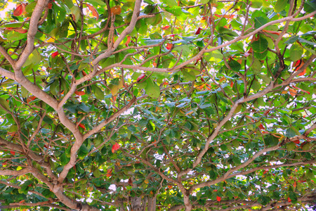 Tree on the white background ,Tree top backgroundの写真素材