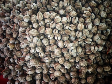 shell roasted bakground , Thai Seafoodの写真素材