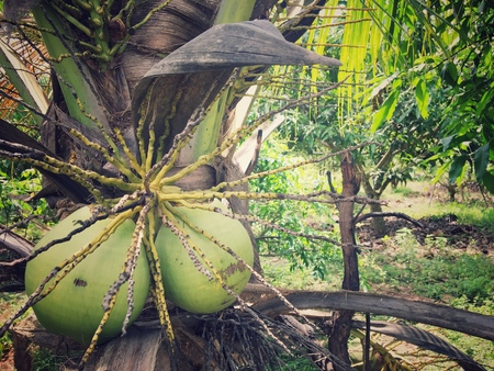 Coconut tree in the  thai fruit garden backgroundの写真素材