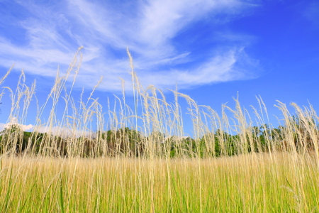 Beautiful landscape flower grass field under the beautiful sky backgroundの写真素材