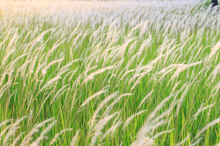 Beautiful landscape flower grass field under the beautiful sky backgroundの写真素材