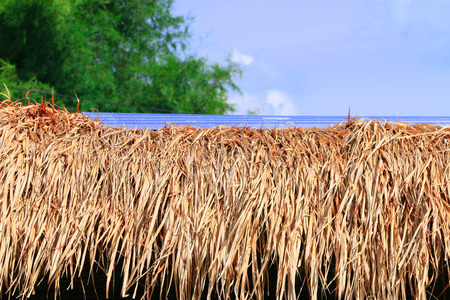 Grass roof under the sky backgroundの写真素材