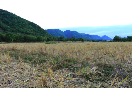 Straw rice field after harvest in front of the mountain on evening timeの写真素材