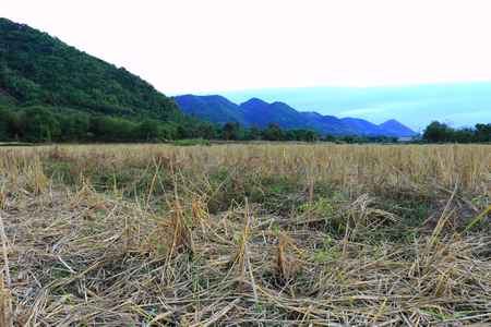 Straw rice field after harvest in front of the mountain on evening timeの写真素材