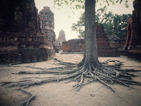 ancient remains of thai people ,Buddha head in the banyan tree of historical parkの写真素材