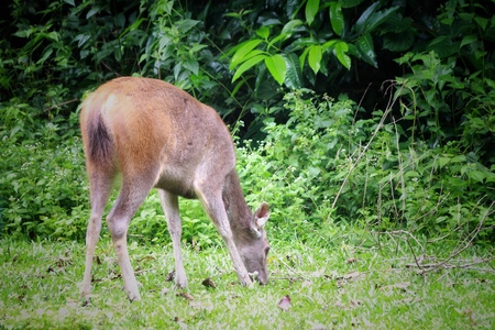 Deer eating the grass in the khaoyai national park ,Thailandの写真素材