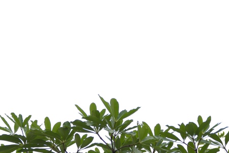 Leaves on a white background の写真素材