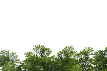 Leaves on a white background 