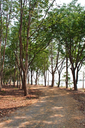 Road in the park.の写真素材