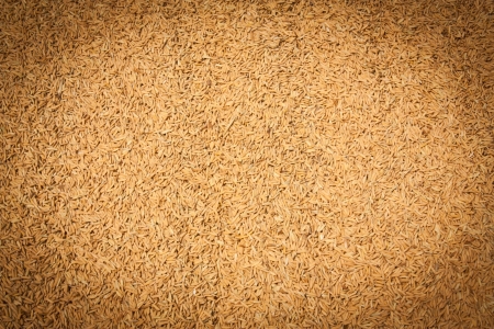 Grain after harvest の写真素材