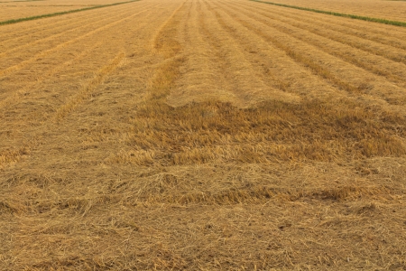 Straw in harvest の写真素材