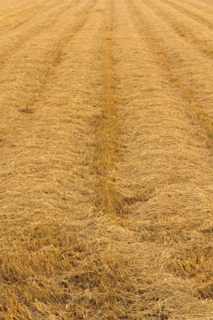 Straw in harvest の写真素材