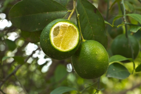 Lemon on the tree.の写真素材