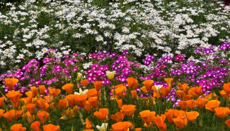 poppy and Other flowers の写真素材