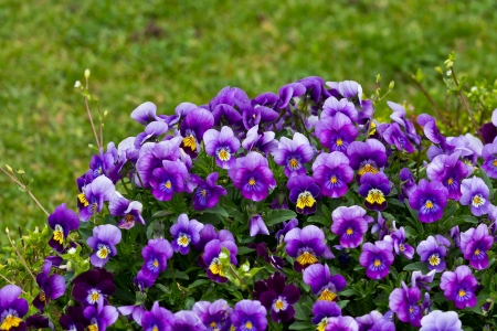 flower at the north of Thailand の写真素材