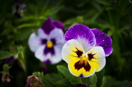 flower at the north of Thailand の写真素材