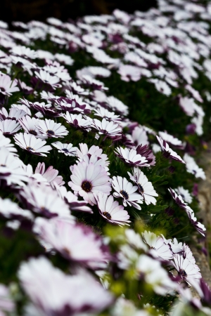 Flower garden in thailandの写真素材