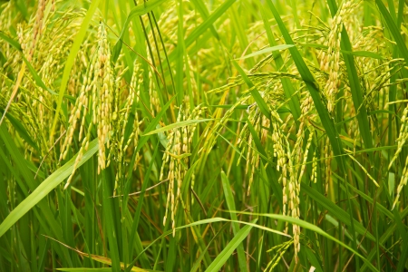 Rice fields in Thailand.の写真素材